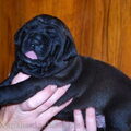 Malizi Doghouse Tosa inu