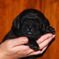 Malizi Doghouse Tosa inu