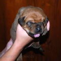 Malizi Doghouse Tosa inu