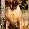 Malizi Doghouse Tosa inu
