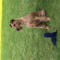 Ierse Terrier