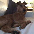 Ierse Terrier