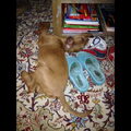Ierse Terrier