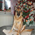 Duitse Herder