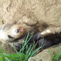 Bearded Collie