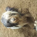 Bearded Collie