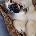 Pekingees
