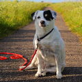 Parson Russell Terriër