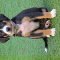 Entlebucher Sennenhond