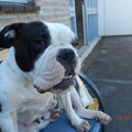 Old English Bulldog