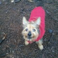 Australische Terrier