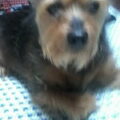 Australische Terrier