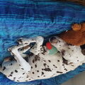 Dalmatische hond