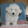 from Grandma's Coton hobbyfokker