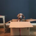 Weimaraner