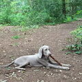 Weimaraner