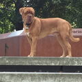 Bordeauxdog