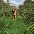 Bordeauxdog