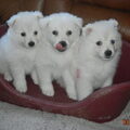kennel de grote witte kees .nl