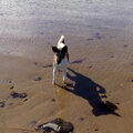 Foxterrier, gladhaar