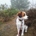 Kooikerhondje