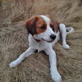 Kooikerhondje