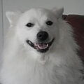 kennel de grote witte kees .nl