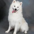 kennel de grote witte kees .nl