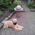 Irish Softcoated Wheaten Terriër