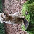 Irish Softcoated Wheaten Terriër