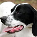 Engelse Pointer