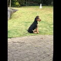 Airedale Terrier