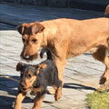 Airedale Terrier