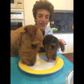 Airedale Terrier