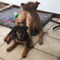 Airedale Terrier