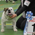 Engelse Bulldog