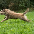 Picardische Herdershond