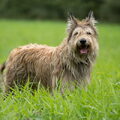 Picardische Herdershond