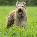 Picardische Herdershond