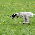 Engelse Pointer