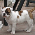 Old English Bulldog
