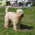 Irish Softcoated Wheaten Terriër