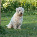 Irish Softcoated Wheaten Terriër