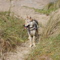 Tsjechoslowaakse Wolfhond
