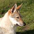 Tsjechoslowaakse Wolfhond