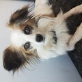 Vlinderhond