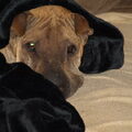 Shar Pei
