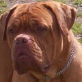 Bordeauxdog