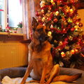 Duitse Herder