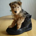 Lakeland Terrier